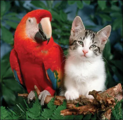 J'ai également des chats (fauve) et des perroquets (grenade).