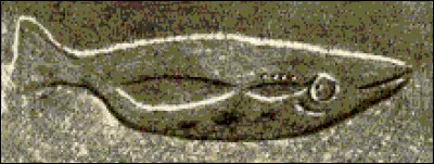 Le samlet est le petit ...