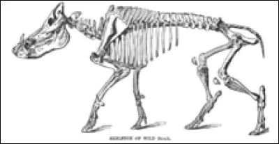 Une bête rousse est le petit...