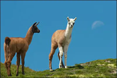 Le petit du lama est un ...