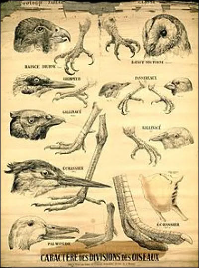 L'agasseau est le petit ...