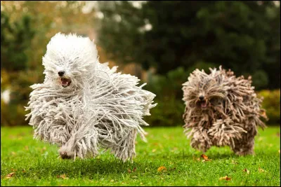 Le puli est le chien le plus poilu du monde.