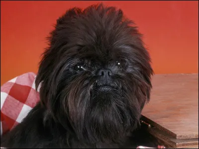 Pour terminer, quelle est cette race ?