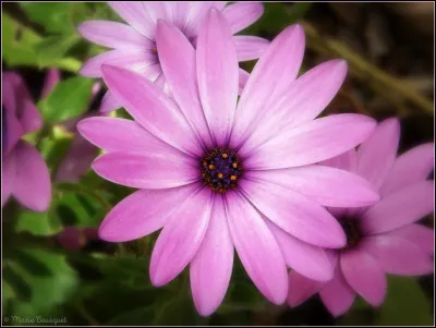 Maintenant je vais te poser quelques questions basiques.
Quelle est ta couleur préférée ?