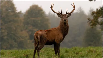 Quatrième situation : 
Tu te balades dans la forêt avec ta famille et tu aperçois un magnifique cerf. Que fais-tu ?