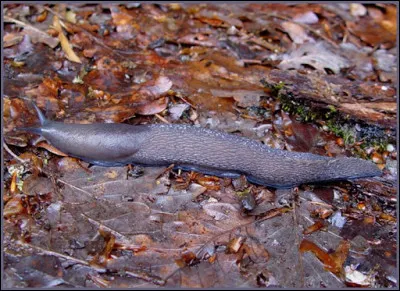 Quelle est la longueur de la plus grosse limace recensée ?