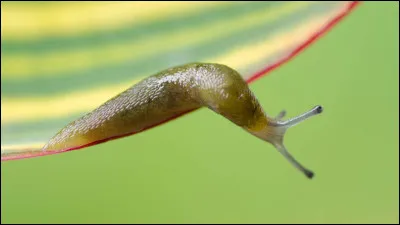 Autrefois, dans certaines provinces françaises, les jeunes filles consommaient des limaces pour :
