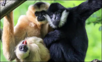 Pour terminer, combien pèse, en moyenne, le gibbon de Hainan ?