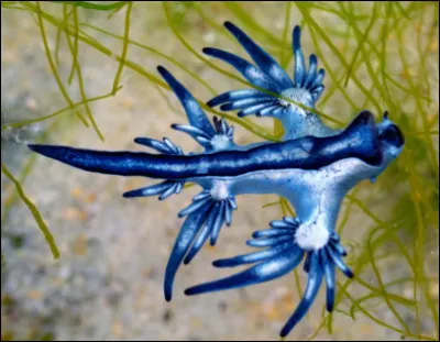 Cet élégant mollusque s'appelle le...