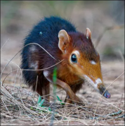Quel est ce petit mammifère ?