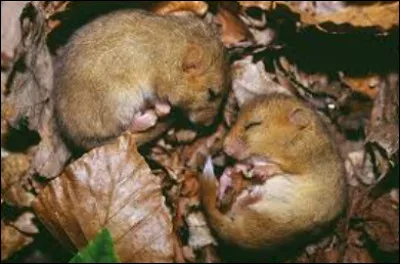 Ce petit rongeur mesurant en moyenne 7,6 cm à l'âge adulte est un...