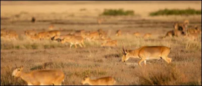 Ces belles antilopes de l'espèce saïga vivent principalement en...