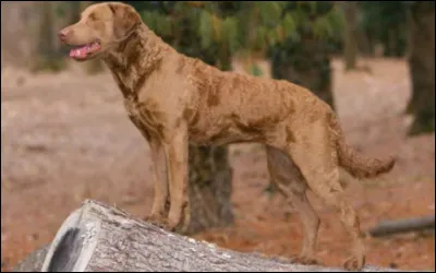 Peux-tu me nommer cette belle race de chiens venant des États-Unis ?