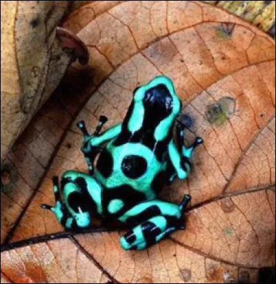Cette surprenante grenouille est une...