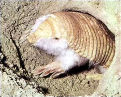 Étrange animal, non ? Bizarre ou non, le tatou tronqué ou tatou nain d'Argentine mesure forcément entre ___ et ___ cm.