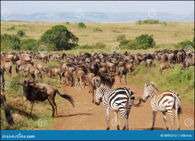 Comment nomme-t-on l'immense rassemblement d'herbivores de la faune africaine pour la transhumance vers la plaine du Masai Mara, au Kenya ?