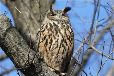 Comment appelle-t-on un rassemblement de chouettes et de hiboux ?