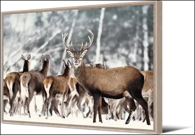 Un troupeau de cervid&eacute;s est aussi appel&eacute;...