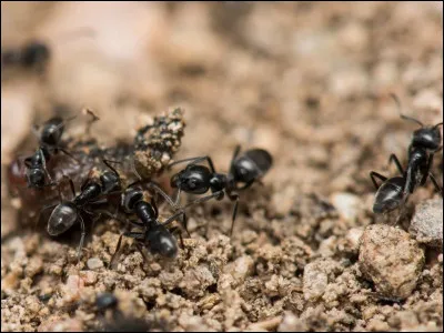 Quel nom donne-t-on &agrave; un groupe de fourmis ?