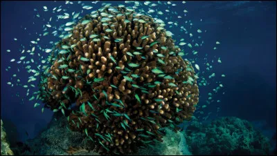 Comment nomme-t-on un groupement important de poissons de la m&ecirc;me esp&egrave;ce qui se d&eacute;placent ensemble, sans hi&eacute;rarchie ?