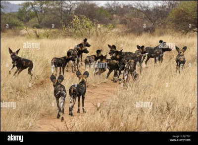 Comment nomme-t-on g&eacute;n&eacute;ralement un groupe de canid&eacute;s ?