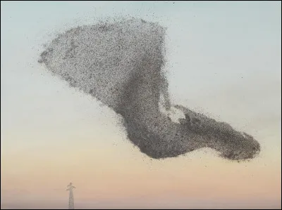 Quel anglicisme emploie-t-on pour d&eacute;signer un nuage d'&eacute;tourneaux ?