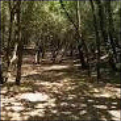 Dans quel département se situe la superbe forêt de la Pierre attelée ?