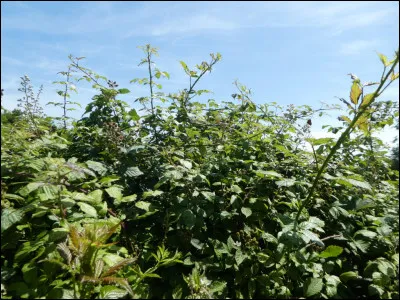 Quel sera le nom de chef de Griffe de Ronce ?