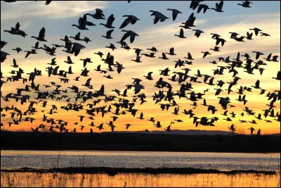 Vrai ou faux ? Les refuges acceptent de remettre un animal à quiconque pourra payer la participation financière (qui est demandée pour couvrir les frais vétérinaires).