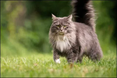 Le chat préféré des français, le Maine Coon, coûte entre...