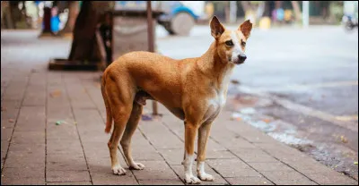 Entre le 1er mai et le 31 août 2022, combien d'animaux ont été abandonnés ?