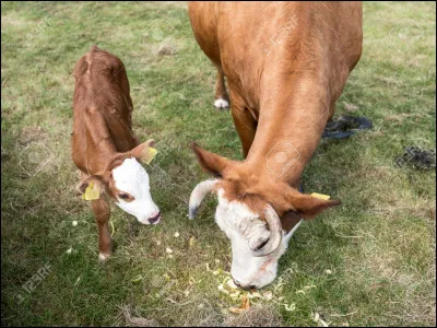 Où habite le plus souvent la vache ?
