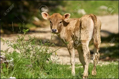 Quelle est la lespérance de vie moyenne de la vache ?