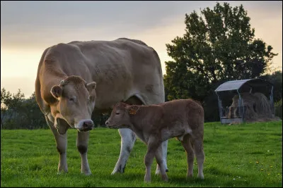 Combien de pis possède une vache ?