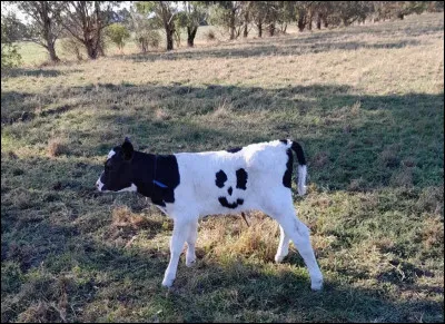Comment appelle-t-on le petit de la vache ?