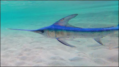 Quel est le poisson le plus rapide ?