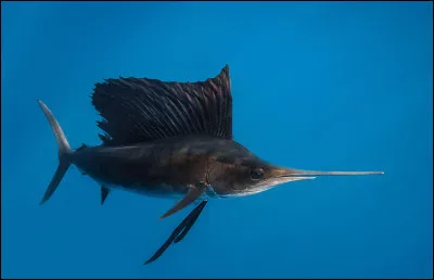 Quelle est la vitesse maximale moyenne du poisson voilier ?