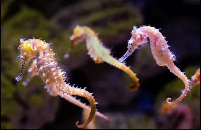 Quel est le poisson le plus lent au monde ?