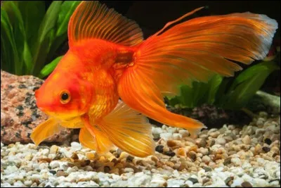 Quel est le poisson le plus beau en France ?