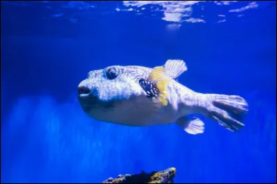 Et enfin, quel est le poisson le plus dangereux du monde ?