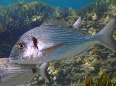 Quelle est lorigine de celui-ci ?
