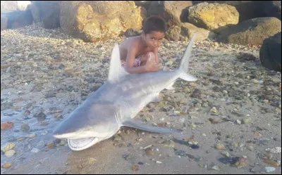 Des plages où on ne peut pas aller à cause de ces poissons existent-elle ?