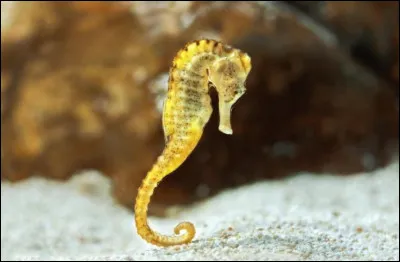 Quel est ce poisson ?