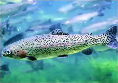 Quel est ce poisson ?