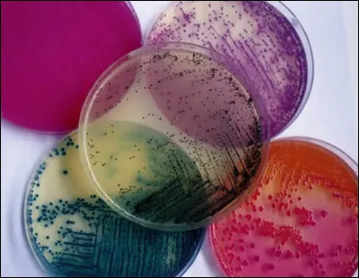 Quel produit gélifiant utilise-t-on généralement dans les bouillons de culture en microbiologie ?