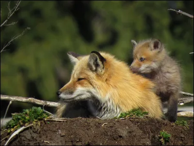 Quel est le poids d'un renard mâle ?