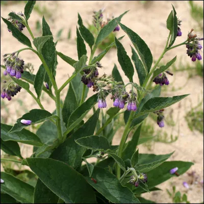 A quoi sert la consoude ?