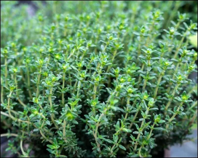 Quel est le nom de cette plante ?