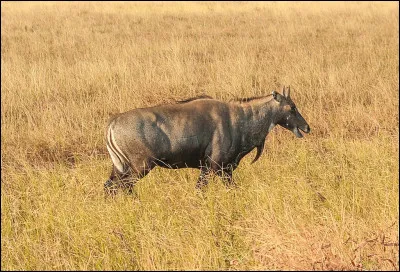 Facile à attraper, c'est le...