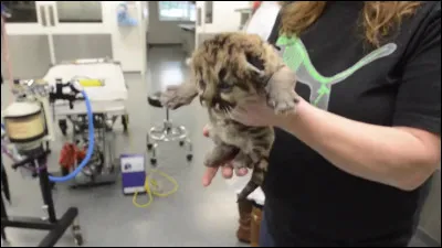 Mon premier durcit mon épiderme, on fête mon second, mon troisième ne brille pas par l'exactitude, mon tout n'est pas sérieux !